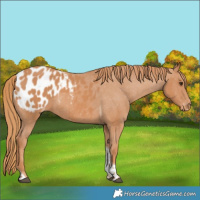 Horse Color:Chestnut Tobiano Blanket 