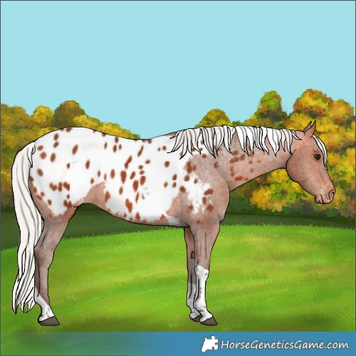 Horse Color:Silver Bay Tobiano Appaloosa 