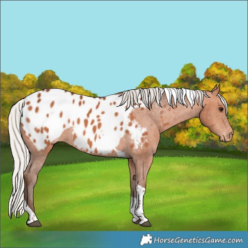 Horse Color:Silver Bay Tobiano Appaloosa 