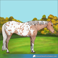 Horse Color:Silver Bay Tobiano Appaloosa 