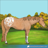 Horse Color:Chestnut Tobiano Appaloosa 