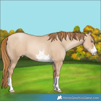 Horse Color:Red Dun Pearl 