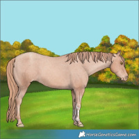 Horse Color:Gold Champagne Tobiano Appaloosa 