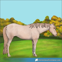 Horse Color:Gold Champagne Tobiano Varnish 