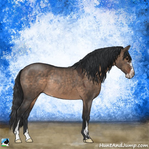 Horse Color:Brown Dun Sabino Rabicano