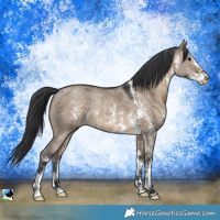 Horse Color:Brown Dun Sabino Rabicano 