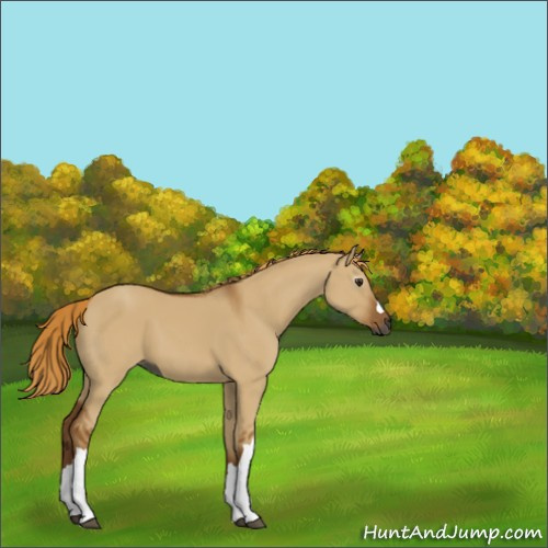 Horse Color:Gray Red Dun