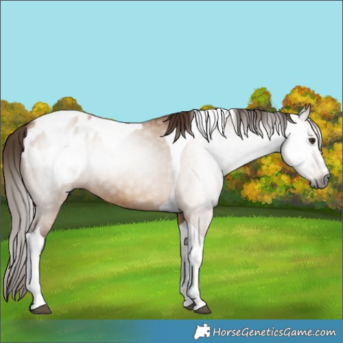 Horse Color:Gray Bay Dun Tobiano Appaloosa 