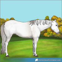 Horse Color:Gray Bay Dun Tobiano Appaloosa 