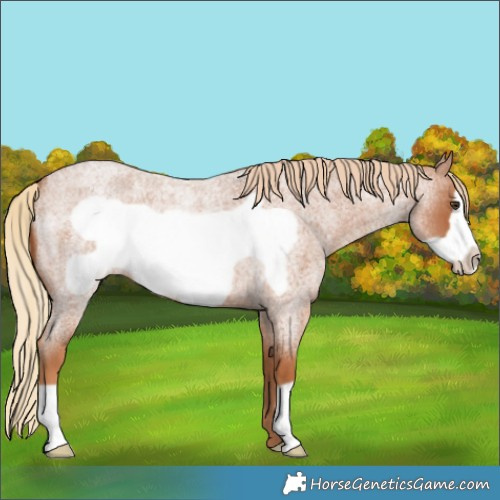 Horse Color:Red Roan Frame 