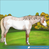 Horse Color:Red Roan Frame