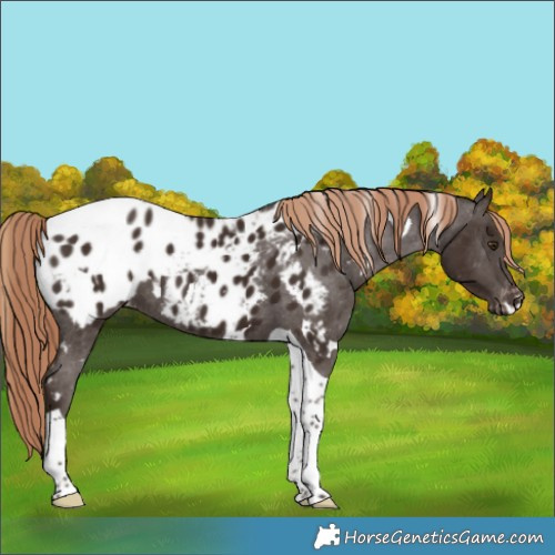 Horse Color:White Spotted Liver Chestnut Tobiano Appaloosa 
