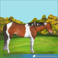 Horse Color:Bay Tobiano Rabicano 