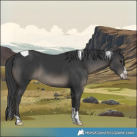 Horse Color:Black Splash Tobiano Rabicano