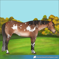 Horse Color:White Spotted Bay