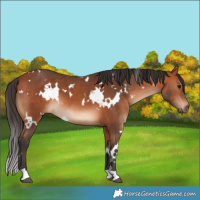 Horse Color:White Spotted Bay 