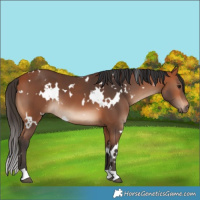 Horse Color:White Spotted Bay 