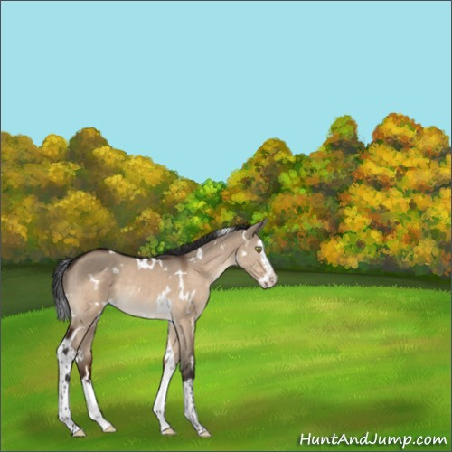 Horse Color:White Spotted Brown Dun Splash Rabicano 