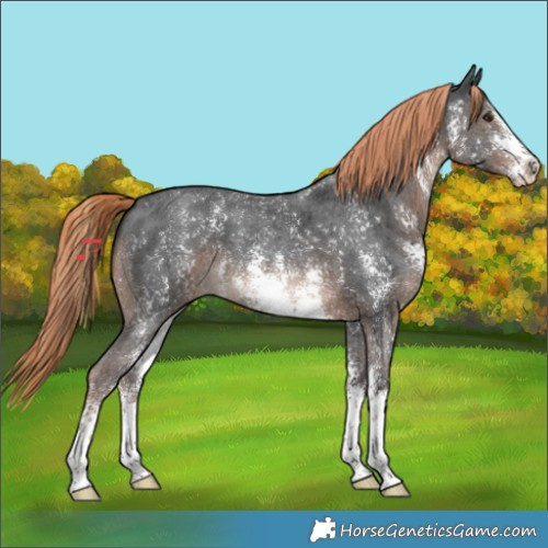 Horse Color:Liver Chestnut Sabino 