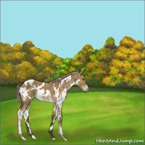 Horse Color:White Spotted Chocolate Palomino Dun 