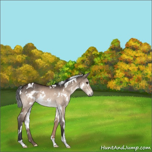 Horse Color:White Spotted Bay Dun Rabicano 