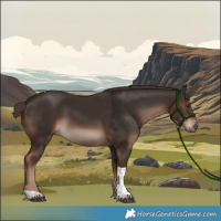 Horse Color:Liver Chestnut Tobiano 