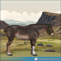 Horse Color:Liver Chestnut Tobiano