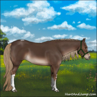 Horse Color:White Spotted Liver Chestnut Tobiano