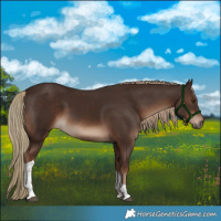 Horse Color:White Spotted Liver Chestnut Tobiano 