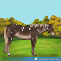 Horse Color:White Spotted Liver Chestnut 