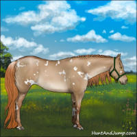 Horse Color:Gray White Spotted Liver Red Dun Pearl