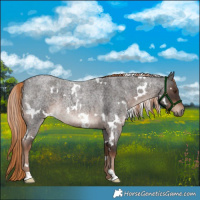 Horse Color:White Spotted Liver Red Roan 