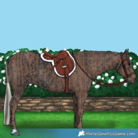 Horse Color:Black and Silver Black