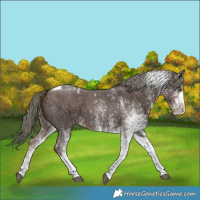 Horse Color:White Spotted Liver Chestnut Mushroom Tobiano 