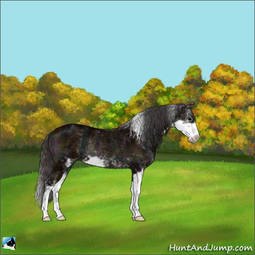 Horse Color:Midnight Bay Ice Onyx Sabino Rabicano 