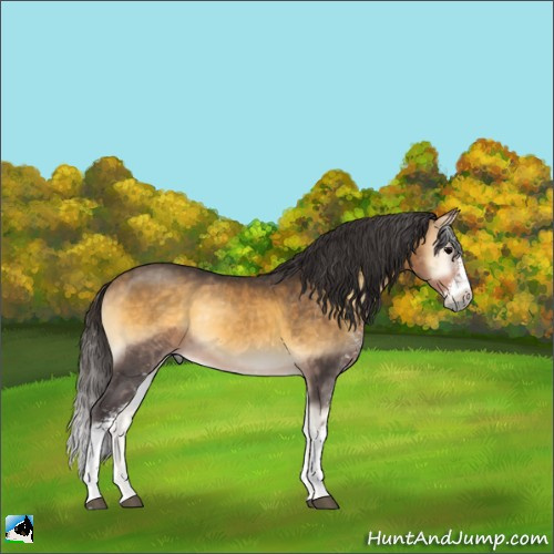 Horse Color:Buckskin Onyx Sabino Rabicano 