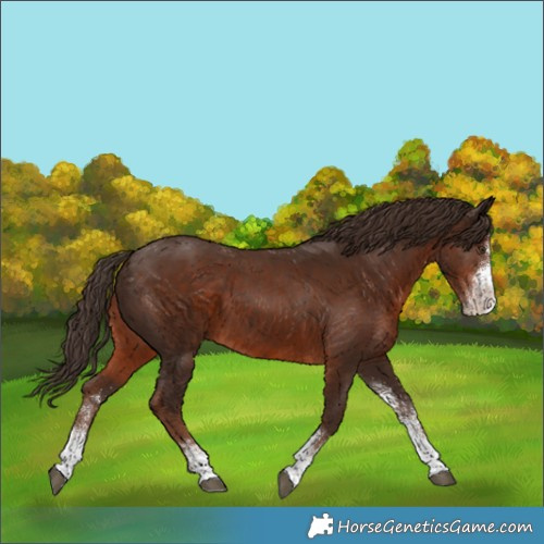 Horse Color:White Spotted Liver Chestnut 