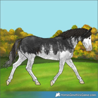 Horse Color:White Spotted Liver Chestnut Splash 