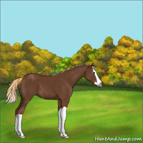 Horse Color:Gray Chestnut Splash 