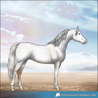 Horse Color:Gray Chocolate Palomino Dun Tobiano 