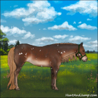 Horse Color:White Spotted Liver Chestnut Rabicano 
