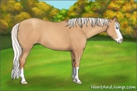 Horse Color:Silver Amber Champagne Splash