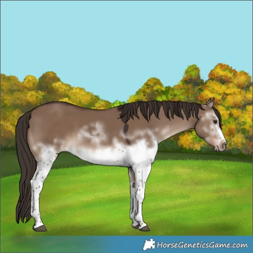 Horse Color:White Spotted Liver Red Dun Frame 