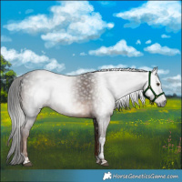 Horse Color:Gray Liver Chestnut Tobiano 