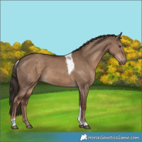Horse Color:Liver Red Dun Tobiano