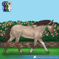 Horse Color:Liver Red Dun Tobiano