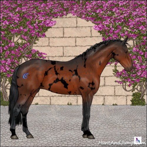 Horse Color:Void White Spotted Brown