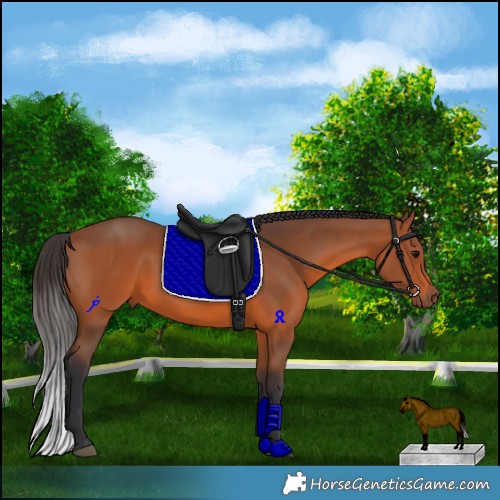 Horse Color:Bay Rabicano 