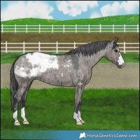 Horse Color:Grullo Snowcap Brindle 