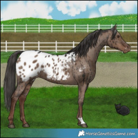 Horse Color:Liver Red Dun Appaloosa Brindle